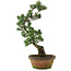 Pinus parviflora, 56 cm, ± 20 years old
