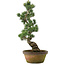 Pinus parviflora, 56 cm, ± 20 years old