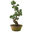 Pinus parviflora, 56 cm, ± 20 years old