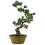 Pinus parviflora, 56 cm, ± 20 years old