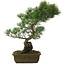 Pinus parviflora, 48 cm, ± 20 jaar oud