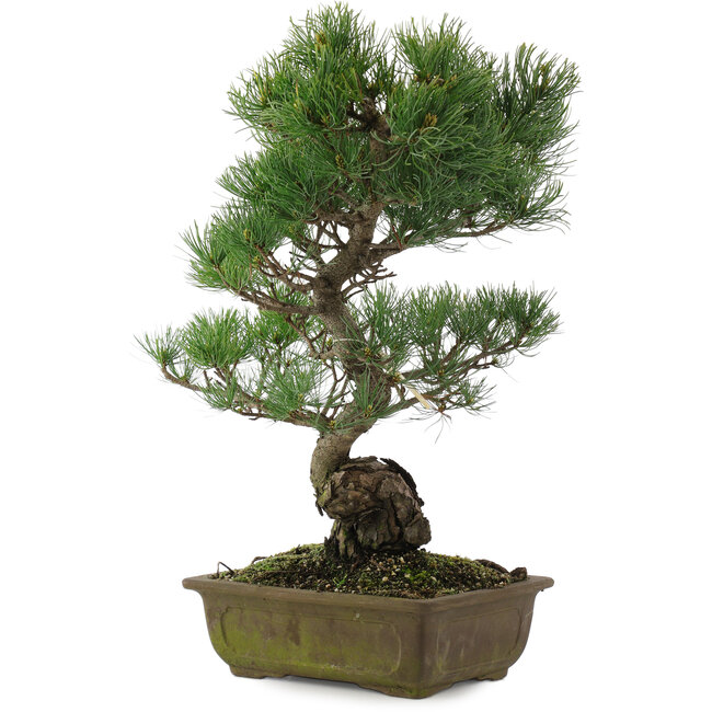 Pinus parviflora, 48 cm, ± 20 ans