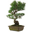 Pinus parviflora, 48 cm, ± 20 jaar oud