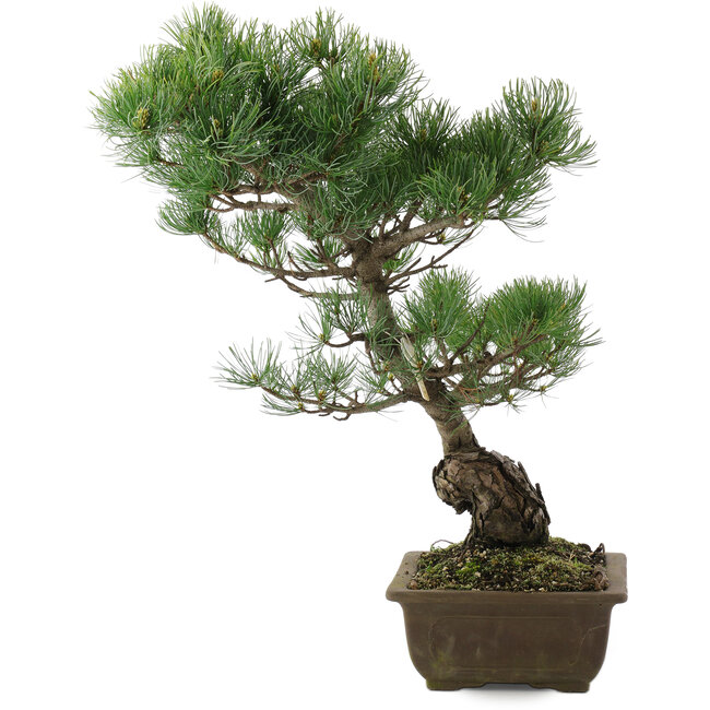 Pinus parviflora, 48 cm, ± 20 anni