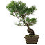 Pinus parviflora, 48 cm, ± 20 jaar oud