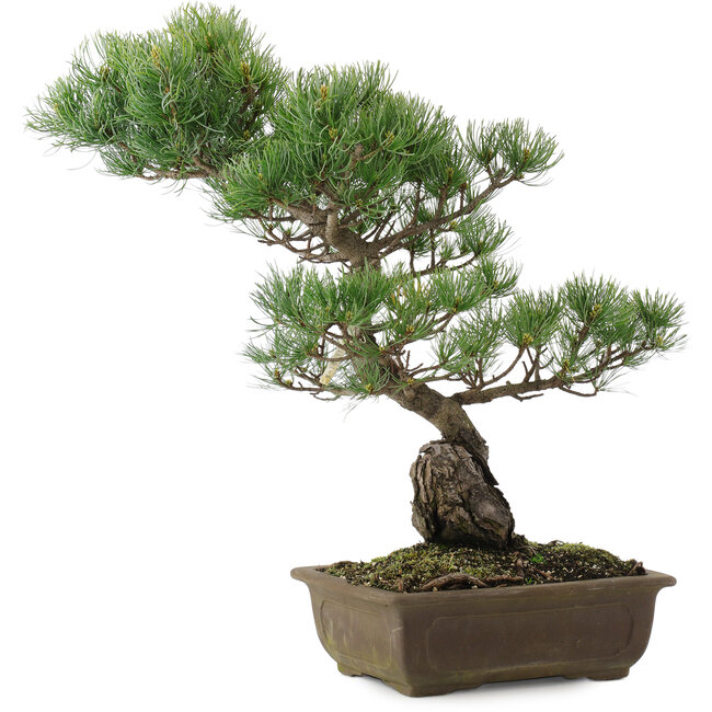 Pinus parviflora, 48 cm, ± 20 jaar oud