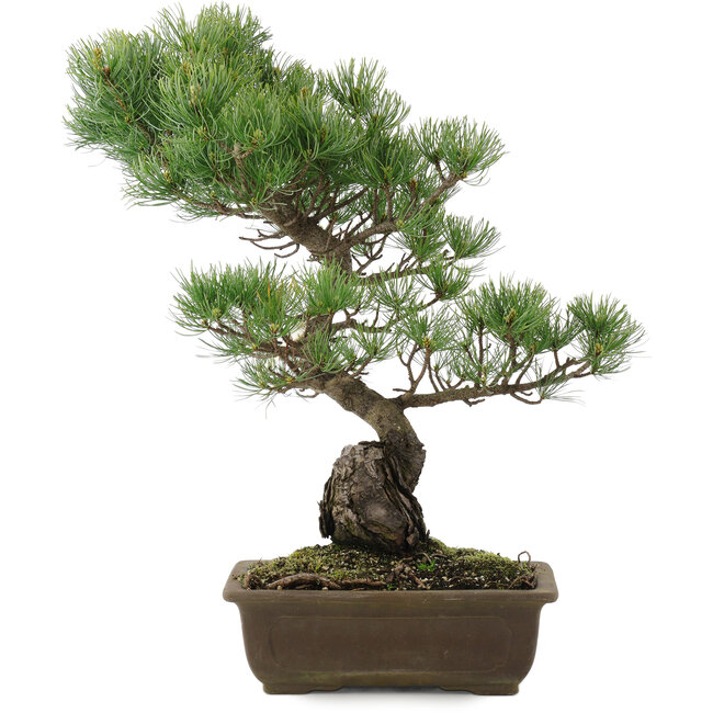 Pinus parviflora, 48 cm, ± 20 años