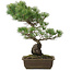 Pinus parviflora, 48 cm, ± 20 jaar oud