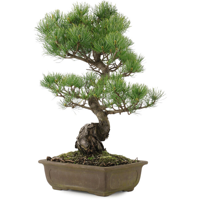 Pinus parviflora, 48 cm, ± 20 years old