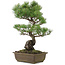 Pinus parviflora, 48 cm, ± 20 jaar oud