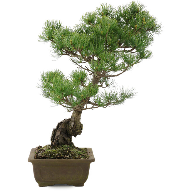 Pinus parviflora, 48 cm, ± 20 years old