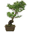 Pinus parviflora, 48 cm, ± 20 jaar oud