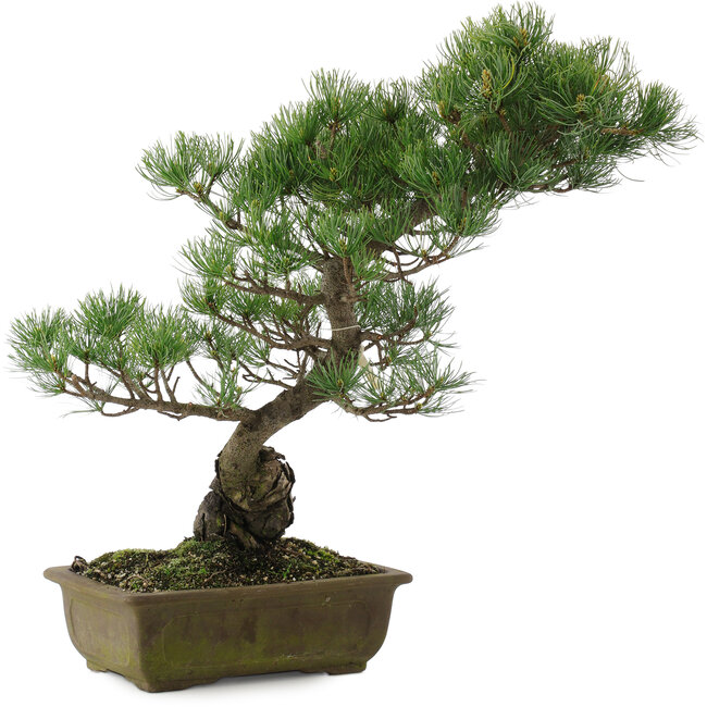 Pinus parviflora, 48 cm, ± 20 anni