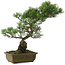 Pinus parviflora, 48 cm, ± 20 jaar oud