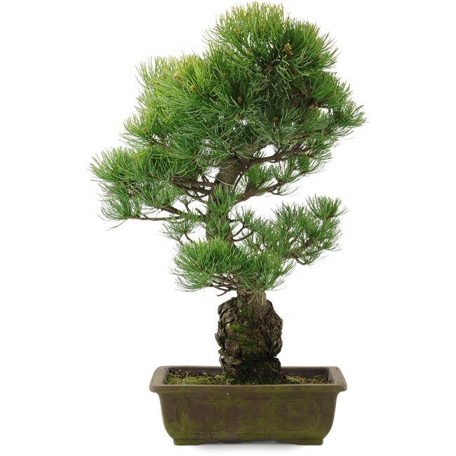Pinus parviflora, 51 cm, ± 20 jaar oud