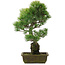 Pinus parviflora, 51 cm, ± 20 ans