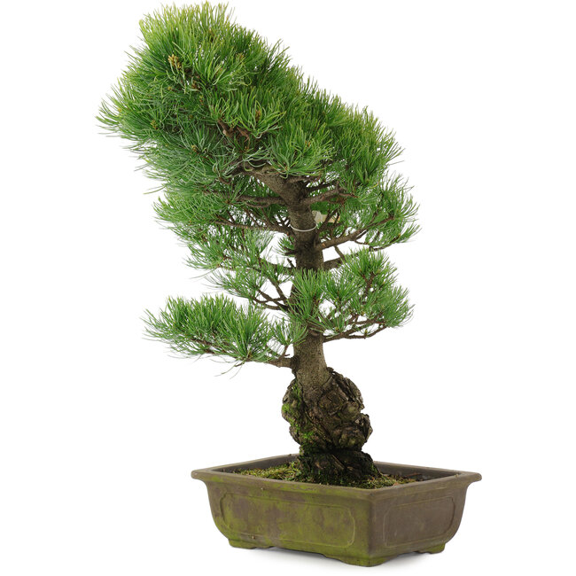 Pinus parviflora, 51 cm, ± 20 ans