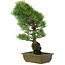 Pinus parviflora, 51 cm, ± 20 jaar oud