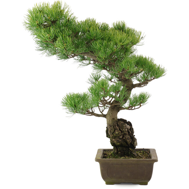 Pinus parviflora, 51 cm, ± 20 ans