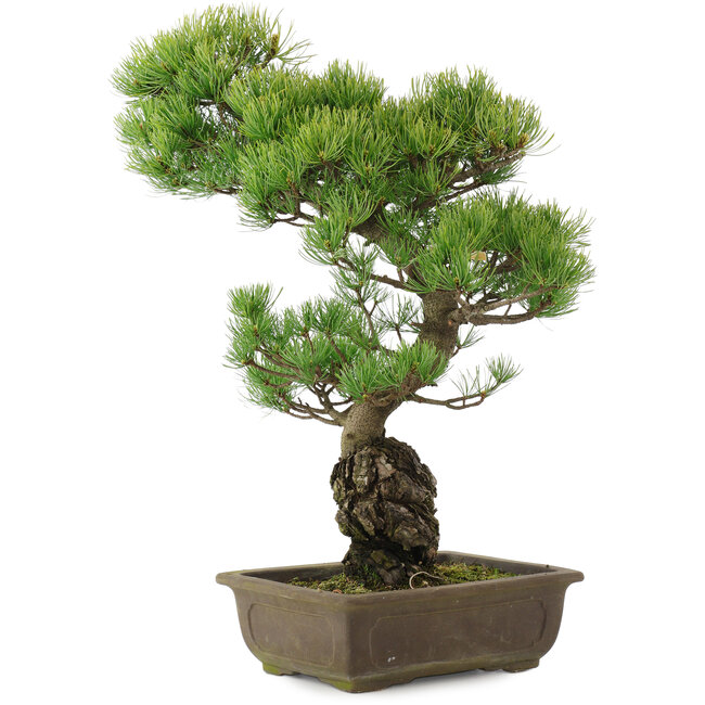 Pinus parviflora, 51 cm, ± 20 años