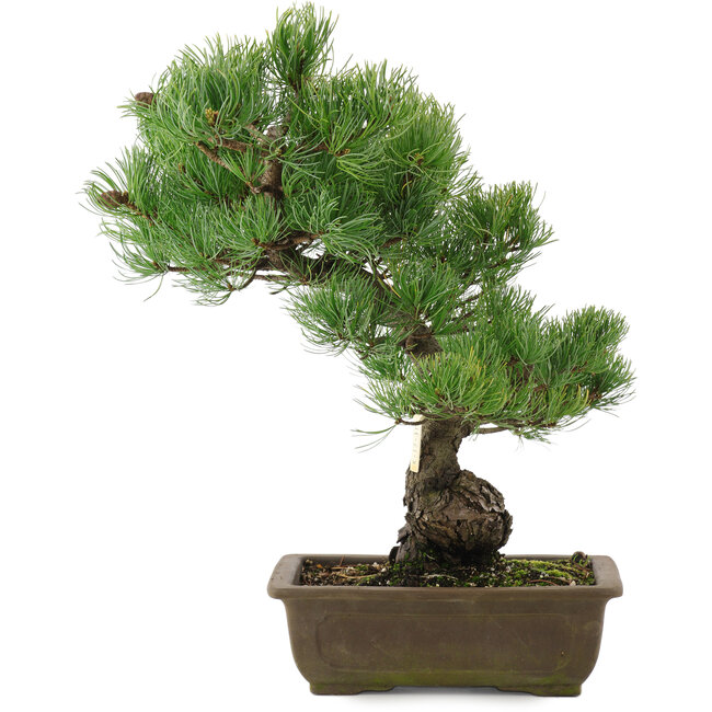 Pinus parviflora, 43,5 cm, ± 20 jaar oud