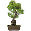 Pinus parviflora, 51 cm, ± 20 ans