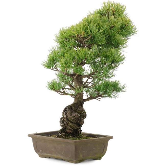 Pinus parviflora, 51 cm, ± 20 Jahre alt