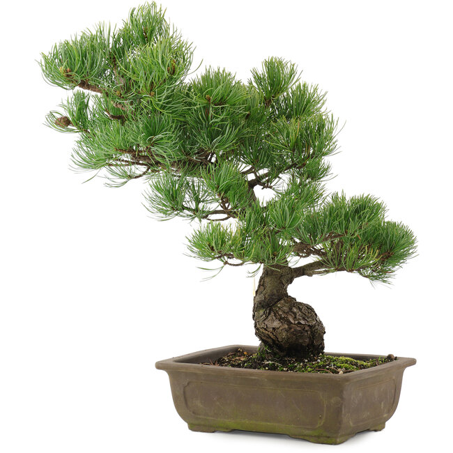 Pinus parviflora, 43,5 cm, ± 20 ans