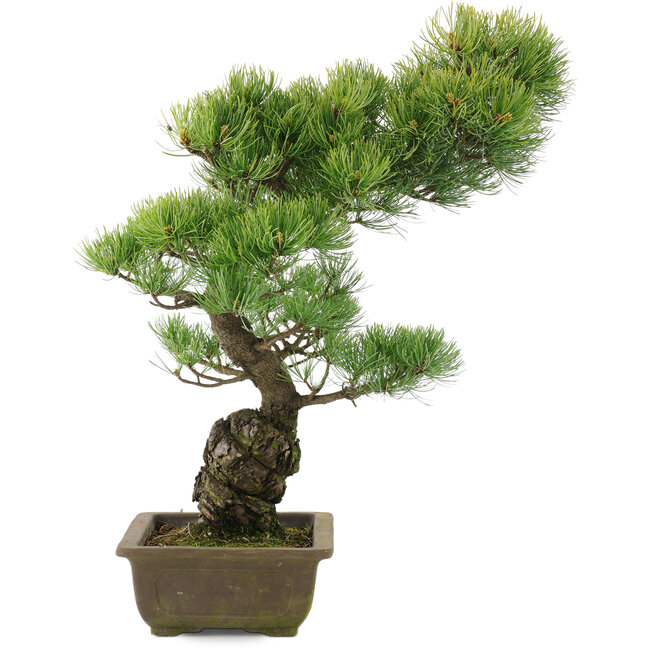 Pinus parviflora, 51 cm, ± 20 years old