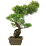 Pinus parviflora, 51 cm, ± 20 jaar oud