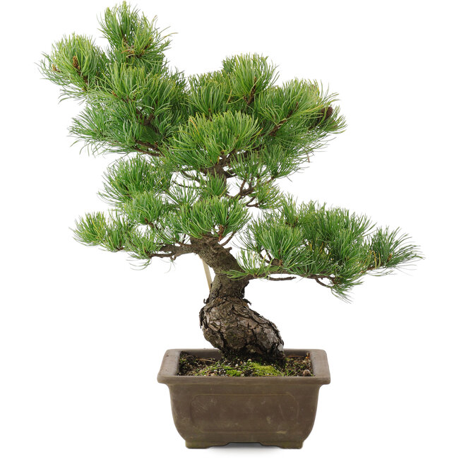 Pinus parviflora, 43,5 cm, ± 20 años
