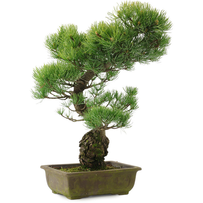 Pinus parviflora, 51 cm, ± 20 years old