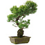 Pinus parviflora, 51 cm, ± 20 ans