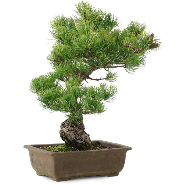 Pinus parviflora, 43,5 cm, ± 20 anni