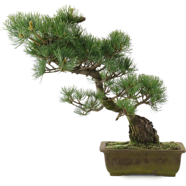 Pinus parviflora, 44 cm, ± 20 jaar oud