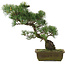 Pinus parviflora, 44 cm, ± 20 jaar oud