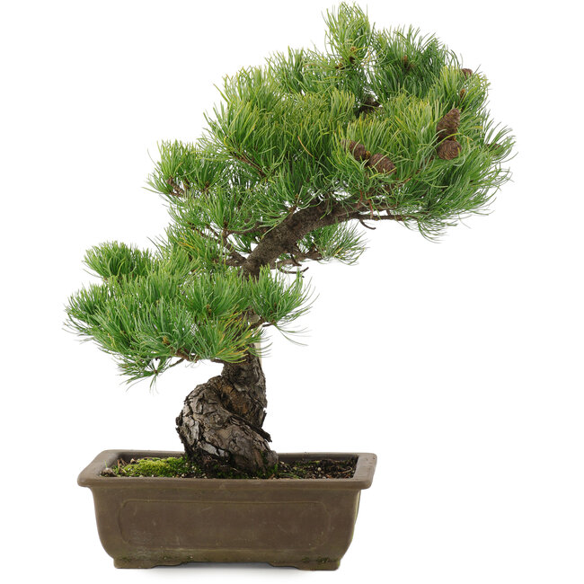 Pinus parviflora, 43,5 cm, ± 20 jaar oud