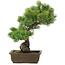 Pinus parviflora, 43,5 cm, ± 20 jaar oud