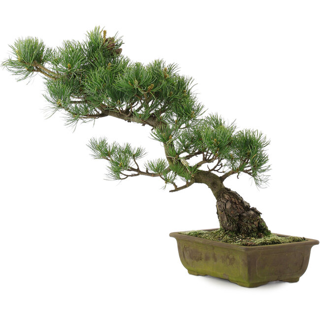 Pinus parviflora, 44 cm, ± 20 años