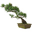 Pinus parviflora, 44 cm, ± 20 jaar oud