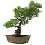 Pinus parviflora, 43,5 cm, ± 20 jaar oud