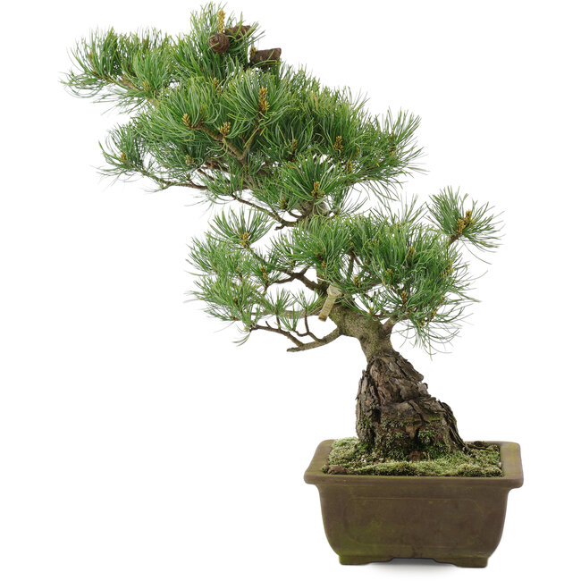 Pinus parviflora, 44 cm, ± 20 ans