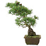 Pinus parviflora, 44 cm, ± 20 jaar oud