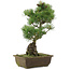 Pinus parviflora, 44 cm, ± 20 jaar oud