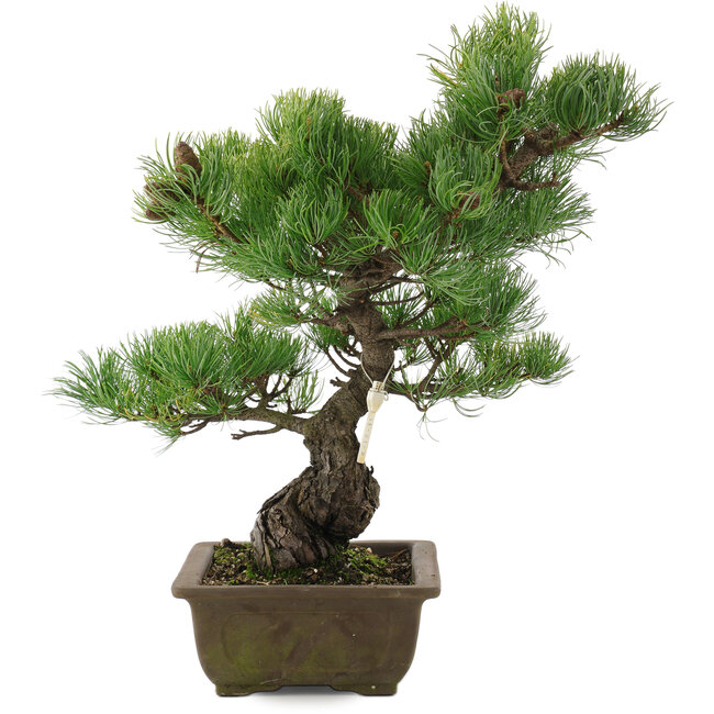 Pinus parviflora, 43,5 cm, ± 20 Jahre alt