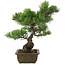Pinus parviflora, 43,5 cm, ± 20 jaar oud