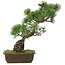 Pinus parviflora, 44 cm, ± 20 years old
