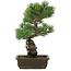 Pinus parviflora, 44,5 cm, ± 20 jaar oud