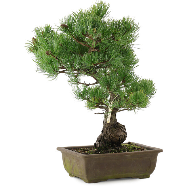 Pinus parviflora, 43,5 cm, ± 20 anni