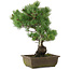 Pinus parviflora, 43,5 cm, ± 20 jaar oud
